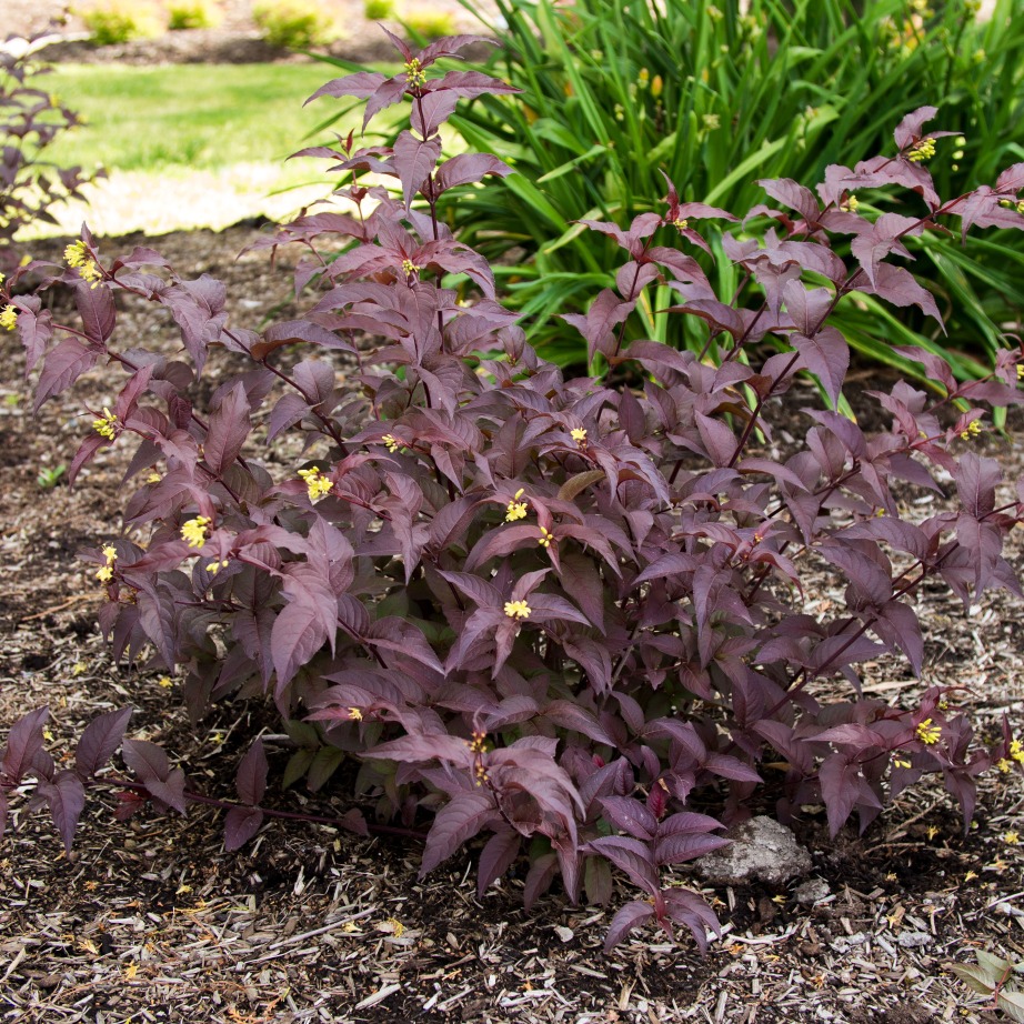 Diervilla splendens 'El Madrigal' Diervilla splendens 'El Madrigal'