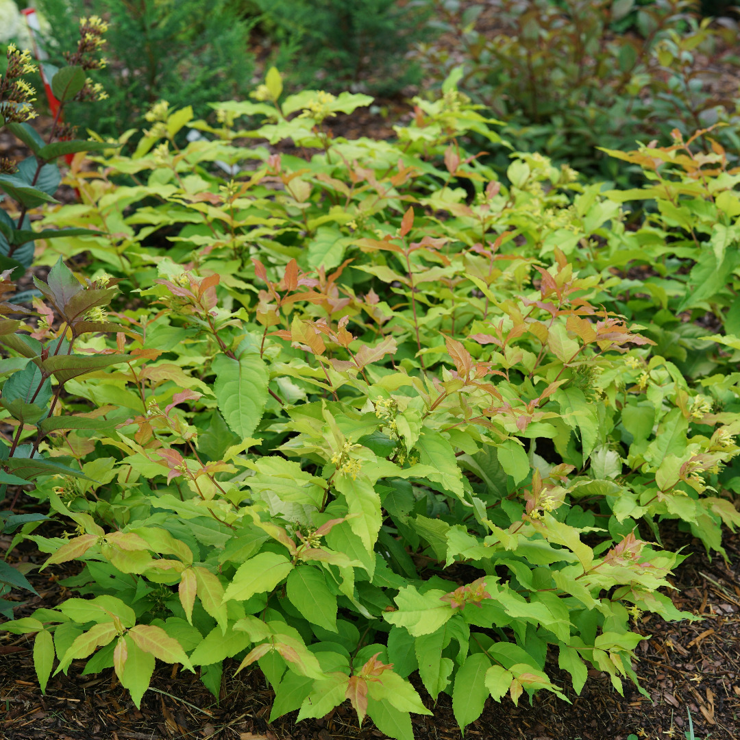 Diervilla x splendens 'SMNDSS' Diervilla x splendens 'SMNDSS'