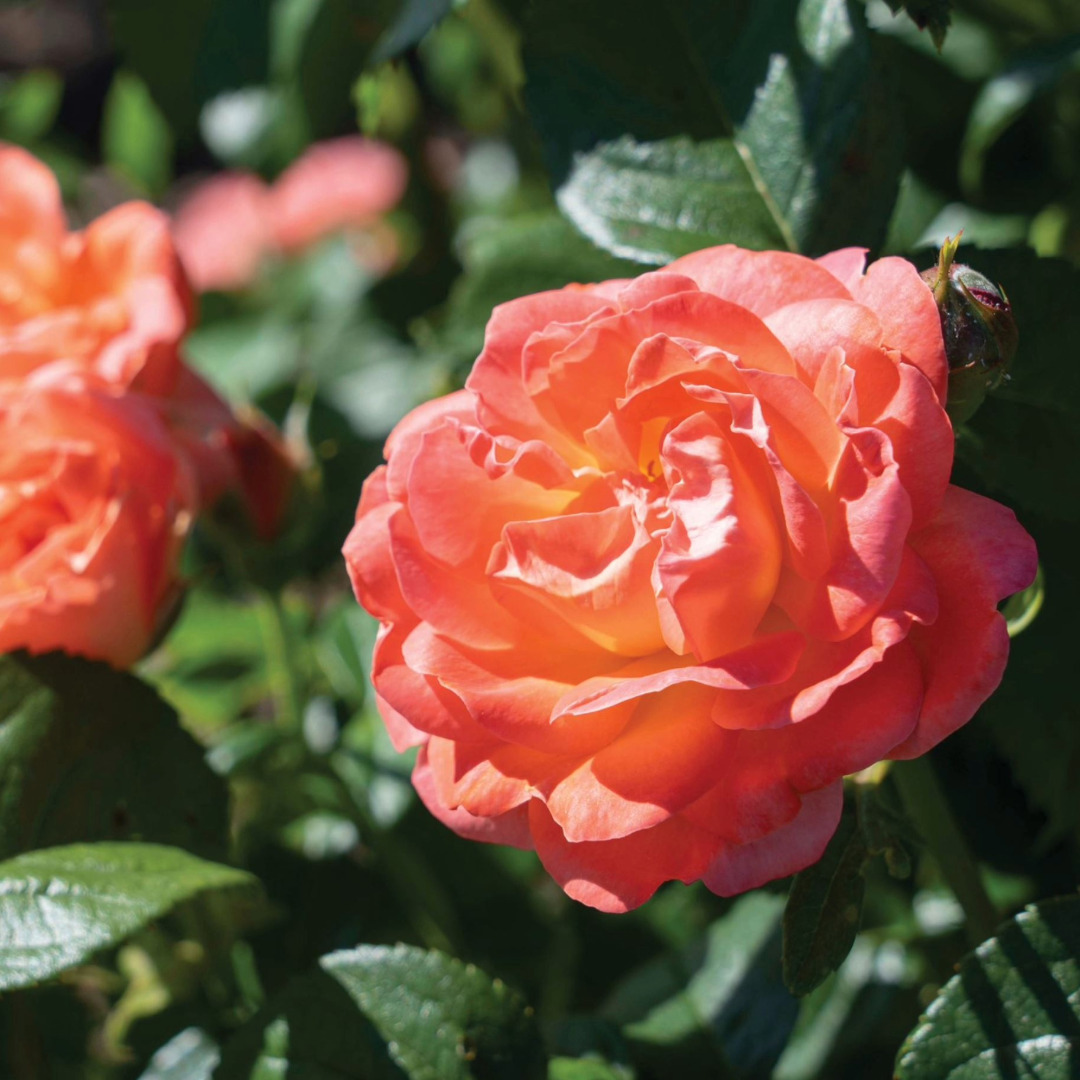 Rosa 'Radslam' Rosa 'Radslam'