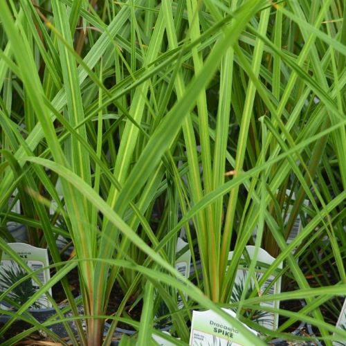 Dracaena Spike Dracaena Spike