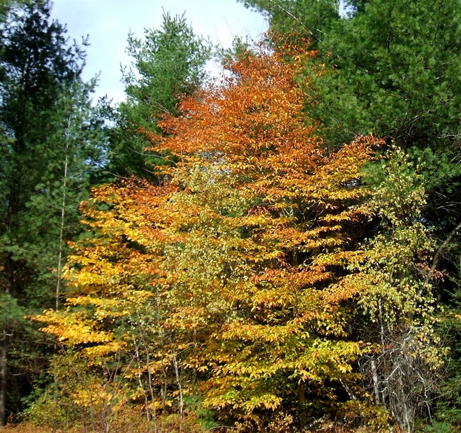 Fagus grandifolia Fagus grandifolia