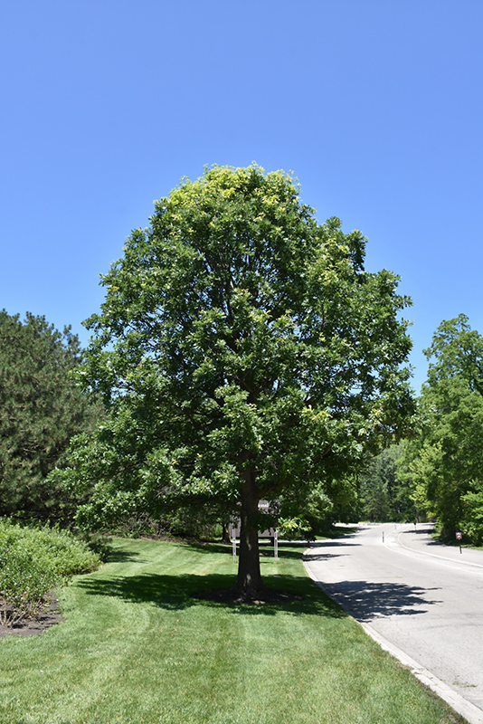 Quercus macrocarpa Quercus macrocarpa