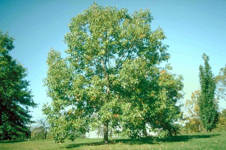 Quercus muehlenbergii Quercus muehlenbergii