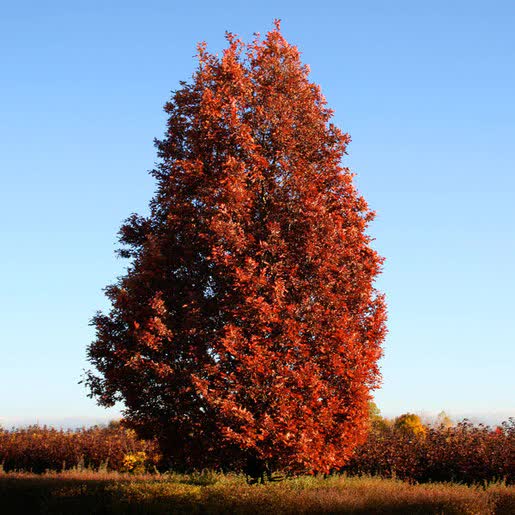 Quercus robur x alba ‘Crimschidt’ Quercus robur x alba ‘Crimschidt’