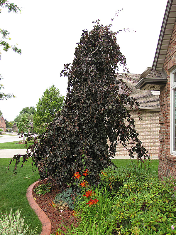 Fagus sylvatica ‘Purple Fountain’ Fagus sylvatica ‘Purple Fountain’
