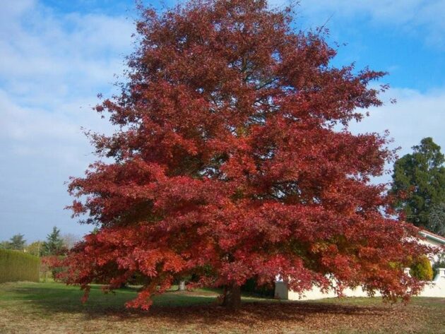 Quercus rubra Quercus rubra