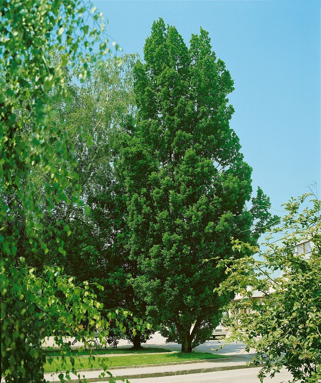 Quercus robur x bicolor ‘Long’ Quercus robur x bicolor ‘Long’